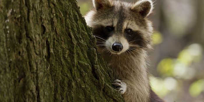 Creating Animal-Friendly Machines