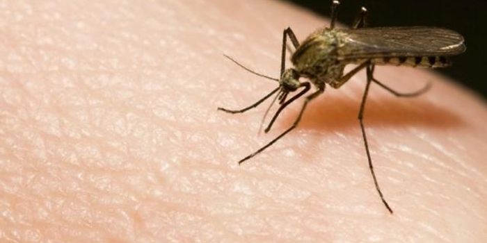 Don't scratch that itch!