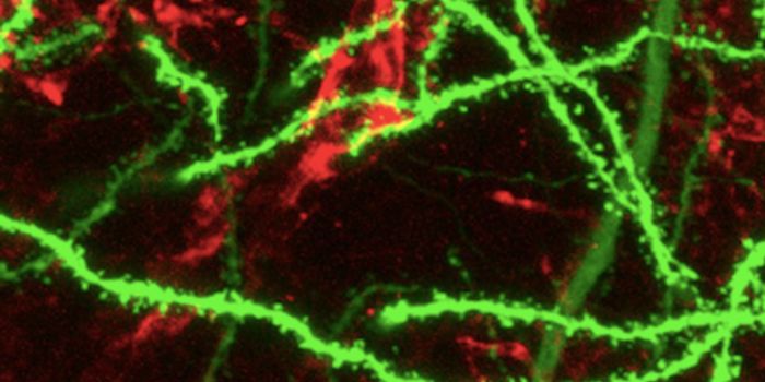 A Fast New Method to Make an Important Type of Brain Cell
