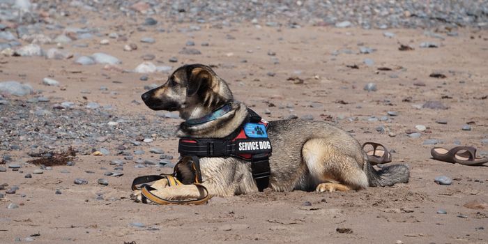 Dogs' Paws Are Cleaner Than Their Owners' Shoes