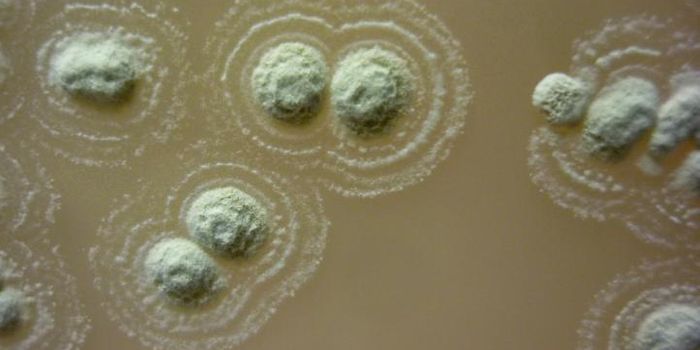 Reputed Medicinal Soil Yields a Superbug-killing Bacterium