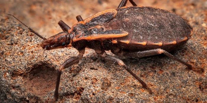 Chagas Disease is Now Endemic in Parts of the US