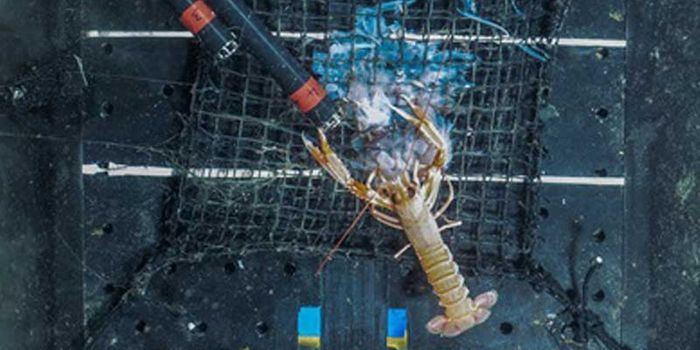 Camera Footage Captures Norway Lobsters Swarming An Unsuspecting Food Source