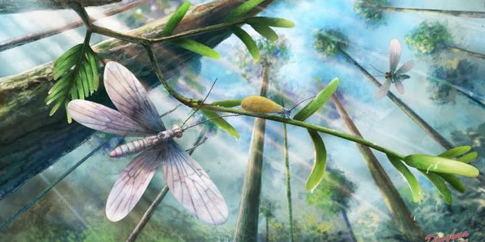 Researchers Shed Light on Color of 200 Million-Year-Old Insect