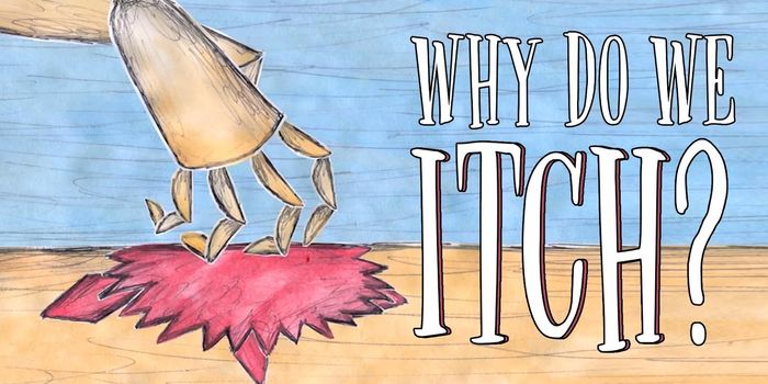 Why Did We Evolve to Still Scratch Ourselves?