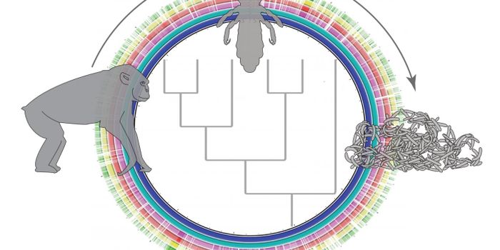 Co-evolution in Primates, Lice and Their Bacterial Symbionts