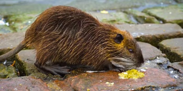 Don't Like Pests? Then Avoid Living Near These Places...