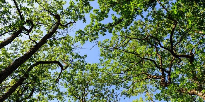 Cooling Functions of Forests: Investigating Microclimate Mechanisms