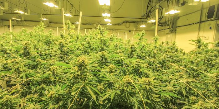 Mexico Next Country to Legalize Marijuana?