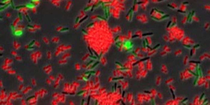 Bacteria Seen Stealing Resistance Genes During Combat