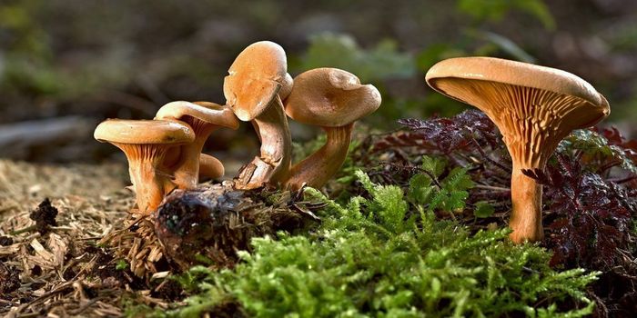 Is Parkinson's Disease Linked to Gut Fungi?