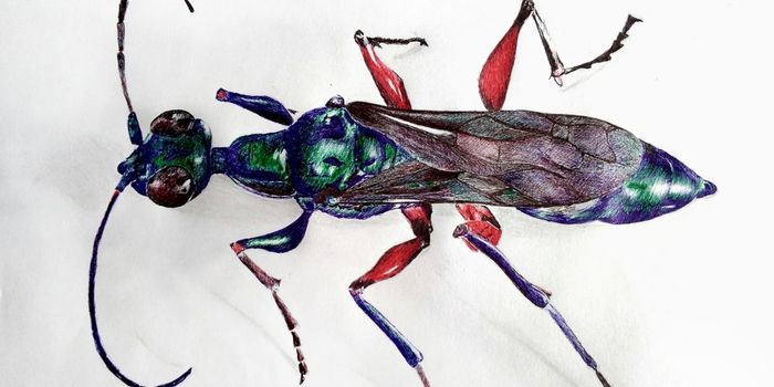 This Wasp Turns Cockroaches Into Zombies for its Larvae