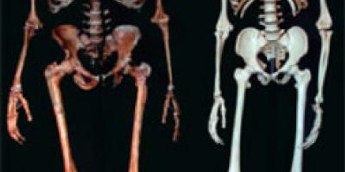 Neanderthal DNA Helps us Fight Viruses