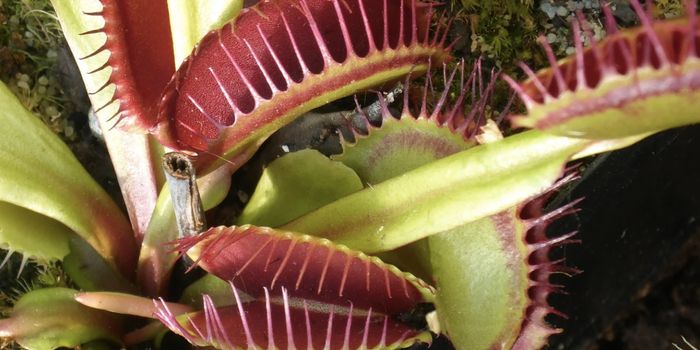 The Protein That Carnivorous Plants Use To Hunt