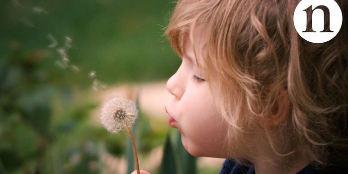 Why Are Dandelion Seeds So Good at "Flying"?