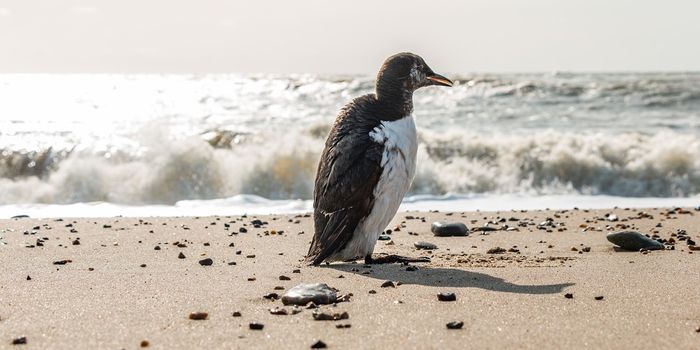 When a Young Chick Fails to Fly, it Must Fight for its Life