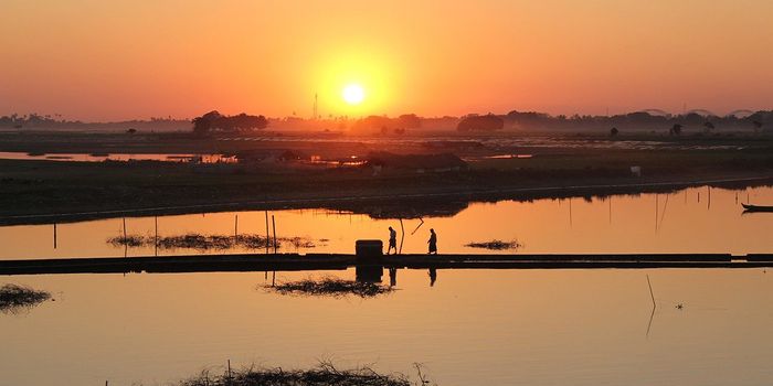 Saving Myanmar's Critically Endangered Turtles