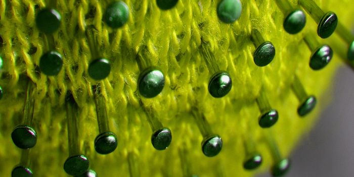 Itsy Bitsy Nanobodies to Defeat the Big Bad Coronavirus