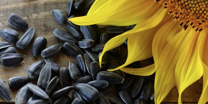 Sunflower Seeds Frequently Tainted with Toxin