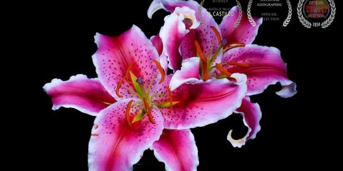 Flowers opening timelapse