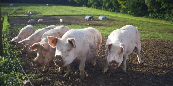 Millions of farm animals die in Hurricane Matthew floods