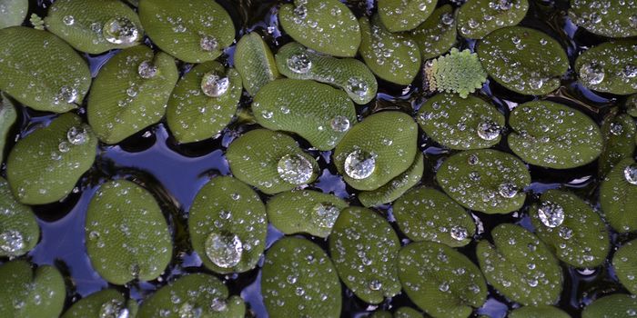 Is Mankai Duckweed the Next Superfood?