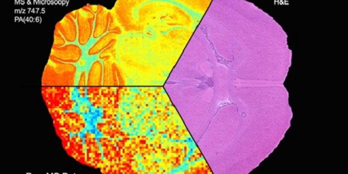 Mass Spec and Microscopy Image Fusion