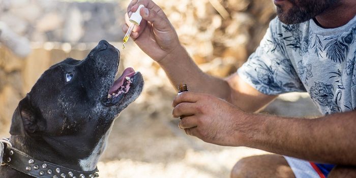 Cannabis Survey Shows Rising CBD Use in Pets