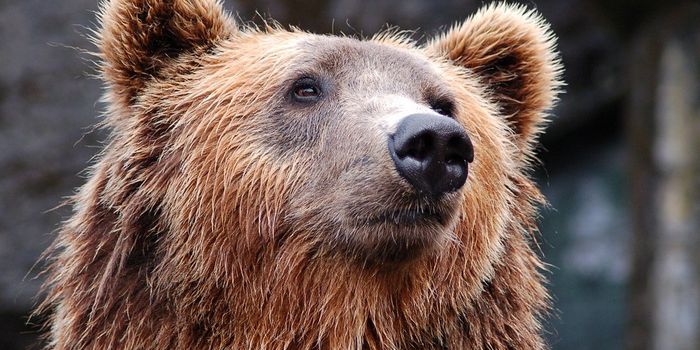 Bears can have different diets, but reach similar sizes due to microbiome