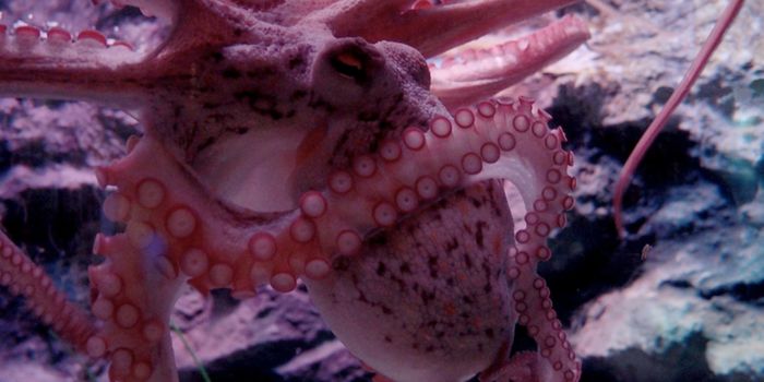How the Suction Cups on Octopus Arms Detect Their Surroundings