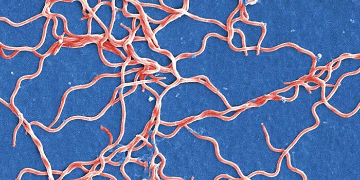 Lyme disease - the basics