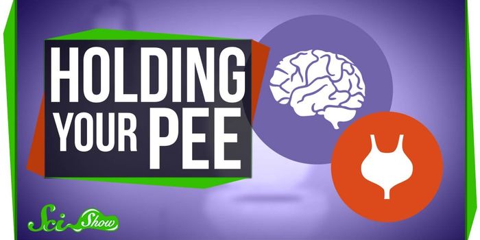 Is Holding Your Urine Too Long Bad for Your Health?