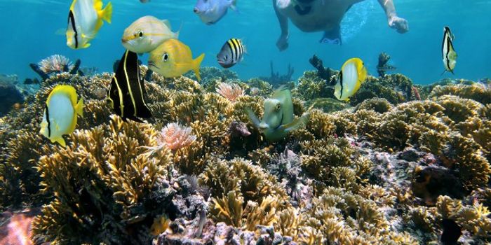 Do you know what your sunscreen is doing to coral reefs?