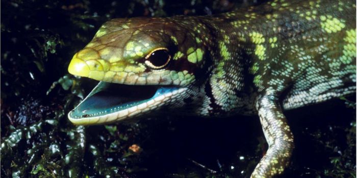 Why Do Some Lizards Have Green Blood?