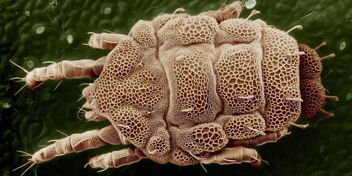 How Parasites Manipulate Your Behavior