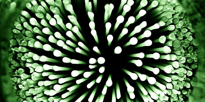 Scientists Map How Cells Display Antigens