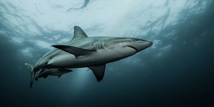 Shark fin trade banned in the U.S.