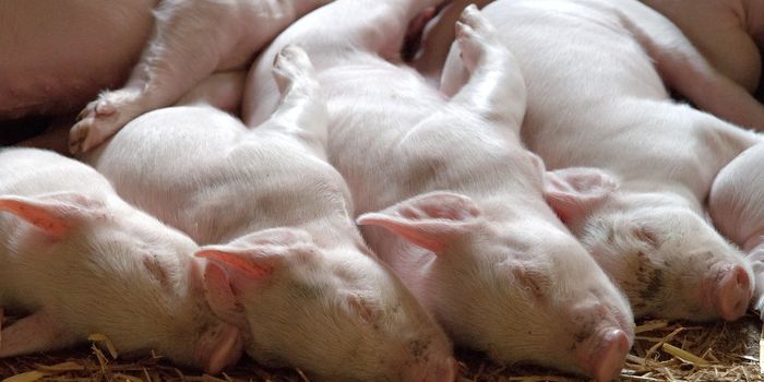 38,000 Pigs Culled in China Amid Severe Swine Fever Outbreak