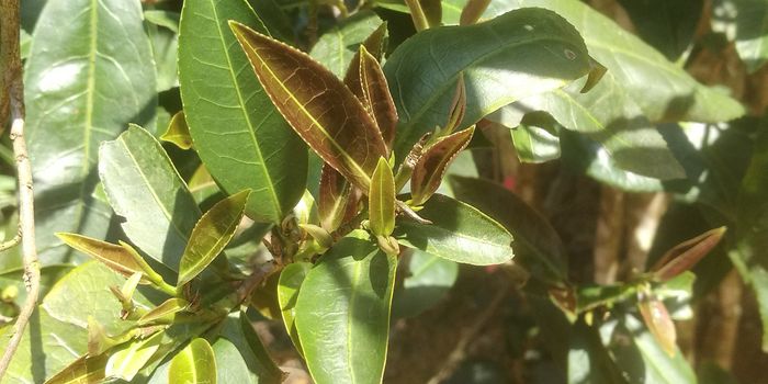 Newly-Discovered Tea Plant Naturally Exhibits Little or No Caffeine
