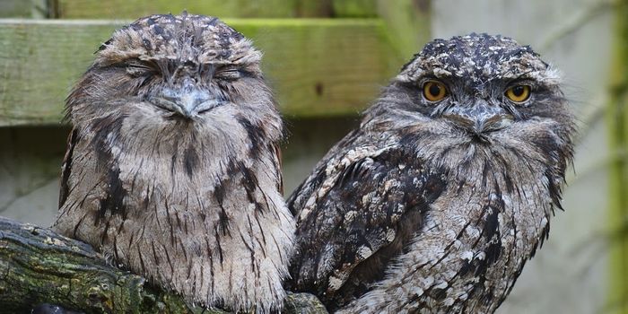 Everything You Need to Know About the Tawny Frogmouth
