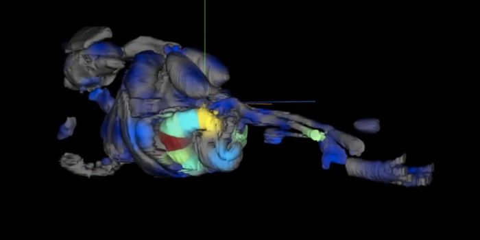 Microbes Can Make Changes to Bile Acids That Alter Gene Expression
