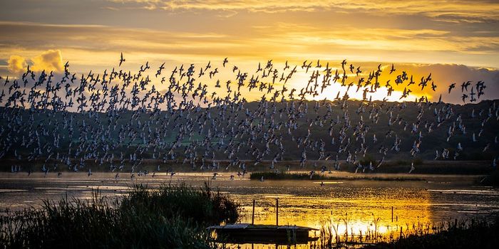 Birds and Fish Exploit 'Wakes' to Move in Groups Without Colliding