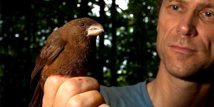 World's Largest Canary Discovered