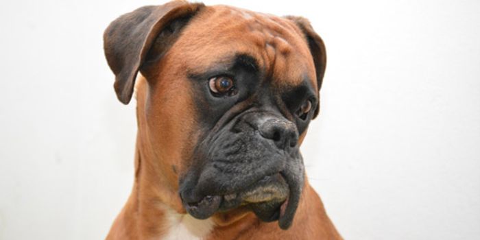 Scientists Find 3 Genes Linked to Brain Tumors in Dog Models