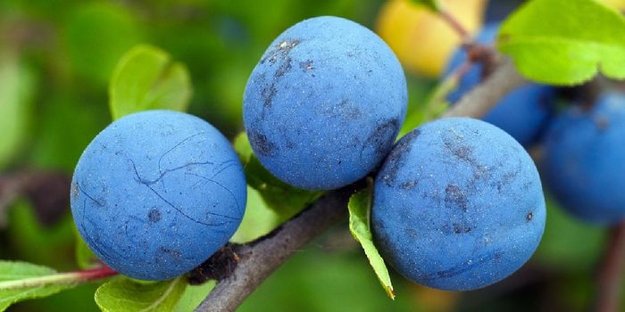 Upcoming Psychedelic Cure for Addiction Derived from African Shrub