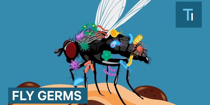 A Fly on Your Food is Far More Disgusting than You Thought