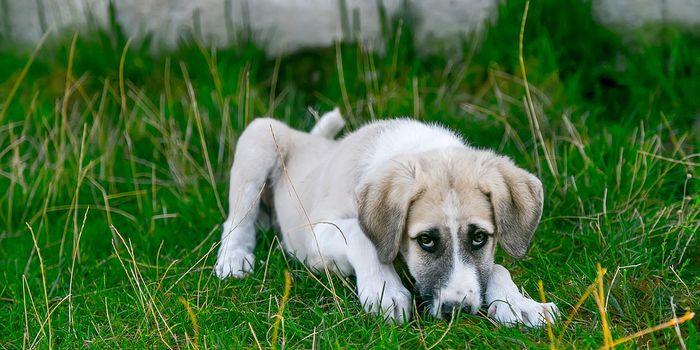 Understanding osteosarcoma in kids and dogs