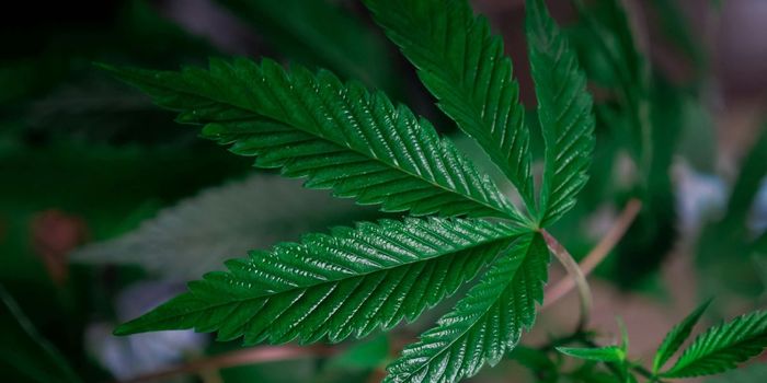 2/3 Teens Don't Complete Treatment for Cannabis Use Disorder
