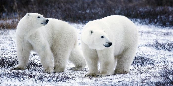 Polar Bear Fights Are Sometimes for Fun, Other Times to the Death