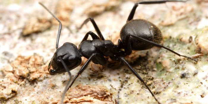 12-Year-Old Girl From India Has Ants Living in Her Ear Canal